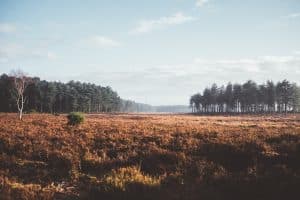 photo by annie spratt on unsplash 3