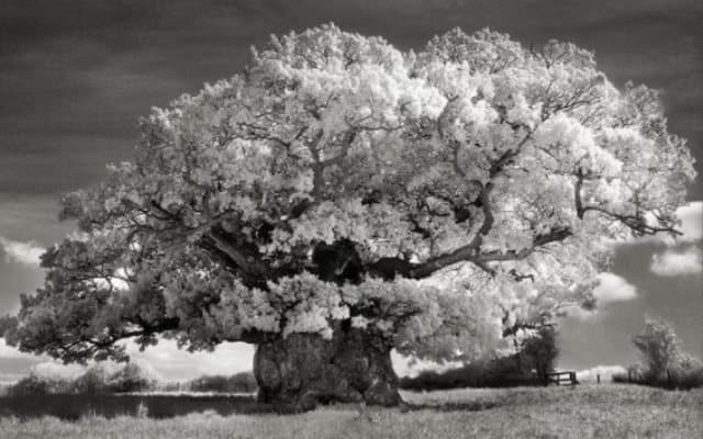 Oak tree
