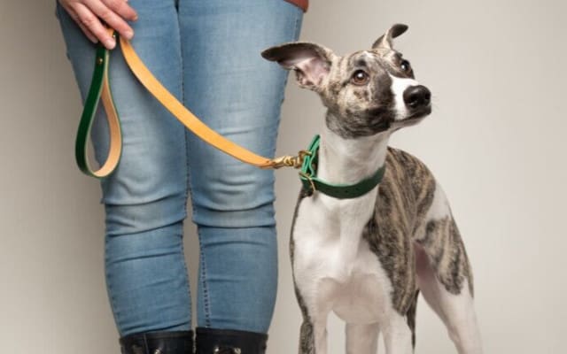 seldom found greyhound 640 x400 greyhound with collar